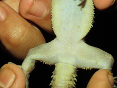 Hemidactylus maculatus