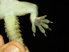 Hemidactylus maculatus
