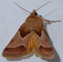 Schinia jaguarina