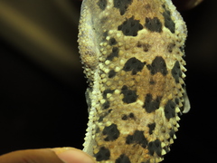 Hemidactylus maculatus