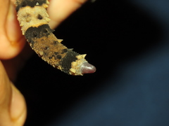 Hemidactylus maculatus
