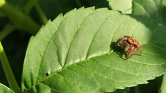 Salticidae