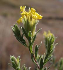Lasiosiphon burchellii