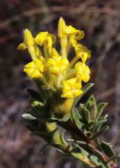 Lasiosiphon burchellii