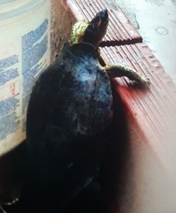 Rhinoclemmys punctularia