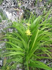 Empodium veratrifolium