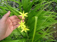 Empodium veratrifolium