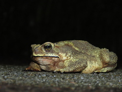 Duttaphrynus melanostictus