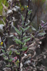 Senecio subcanescens
