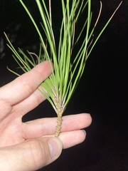 Pinus brutia eldarica