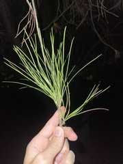 Pinus brutia eldarica