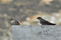 Ptyonoprogne concolor