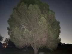 Pinus brutia eldarica