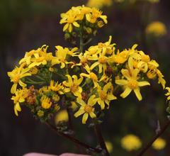 Senecio subcanescens