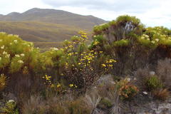 Senecio subcanescens