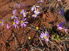 Brachyscome iberidifolia