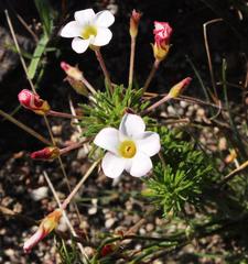 Oxalis tenuifolia