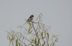 Pericrocotus erythropygius