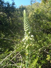 Albuca bracteata