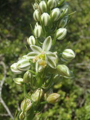 Albuca bracteata