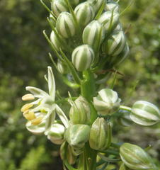 Albuca bracteata