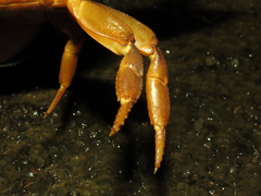 Decapoda