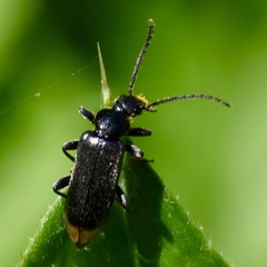 Pedilus punctulatus