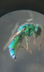 Chrysidea