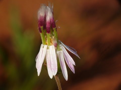 Brachyscome iberidifolia