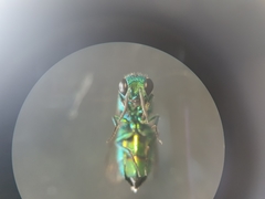 Chrysidea