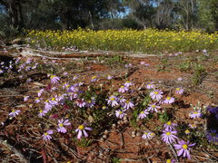 Brachyscome iberidifolia