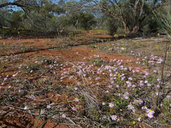 Brachyscome iberidifolia
