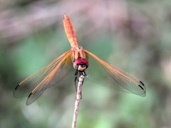 Trithemis aurora