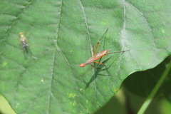 Micropeza stigmatica