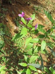 Pseuderanthemum laxiflorum