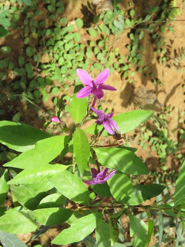 Pseuderanthemum laxiflorum
