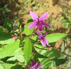 Pseuderanthemum laxiflorum