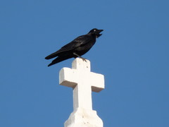 Corvus bennetti