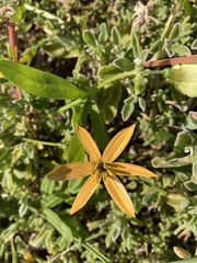 Pauridia linearis