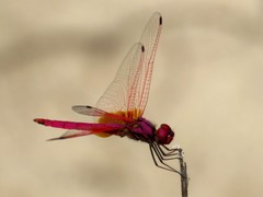Trithemis aurora