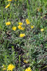 Crepis crocea