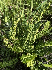 Cheilanthes hastata