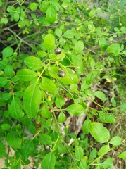 Magnoliopsida
