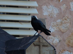Corvus bennetti