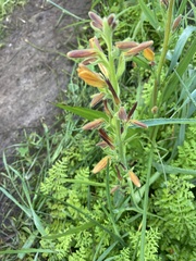 Wachendorfia multiflora