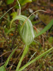 Pterostylis patens