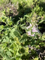 Stachys bolusii