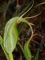 Pterostylis patens