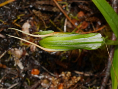 Pterostylis patens