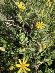 Othonna coronopifolia